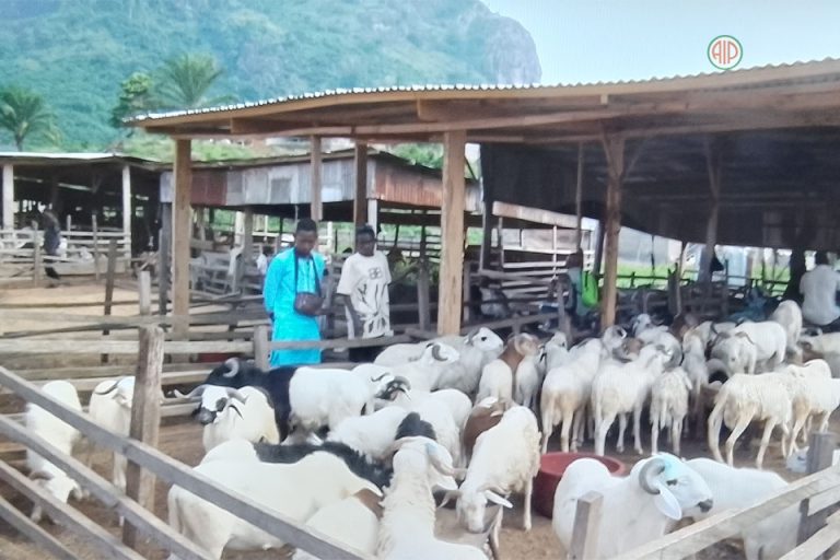 Côte d’Ivoire-AIP/ Tabaski 2026: les commerçants rassurent sur la disponibilité des moutons malgré une baisse des arrivages à Man