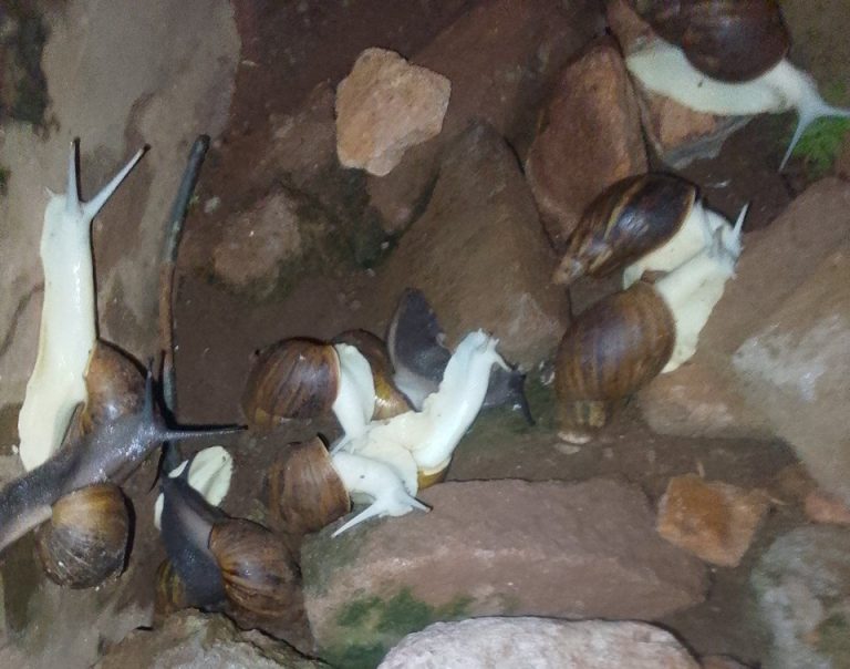 Côte d’Ivoire-AIP/ Une apparition inhabituelle d’escargots blancs intrigue les habitants d’Assangbadji