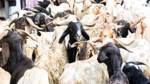 Côte d’Ivoire-AIP/Tabaski 2026 : Laurent Tchagba offre plus de 300 moutons aux familles défavorisées et aux leaders religieux à Marcory