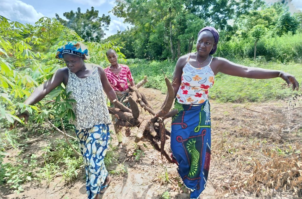 Côte d’Ivoire – AIP / La production agro-écologique du manioc saluée par les populations de Fétéassou et de Nofou (Dimbokro)