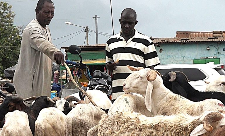 Côte d’Ivoire – AIP / Tabaski : la hausse du prix des moutons freine les acheteurs à Daloa