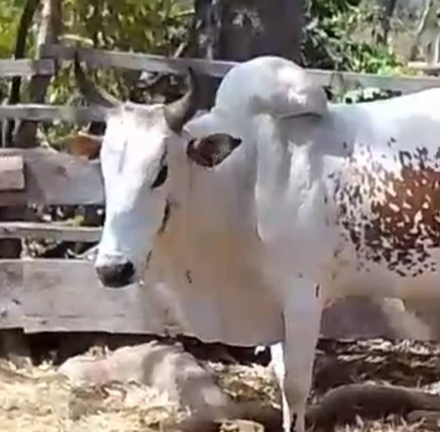 Côte d’Ivoire-AIP/ Des éleveurs plaident pour la formation et la sensibilisation pour prévenir les conflits agro-pastoraux à Niakara