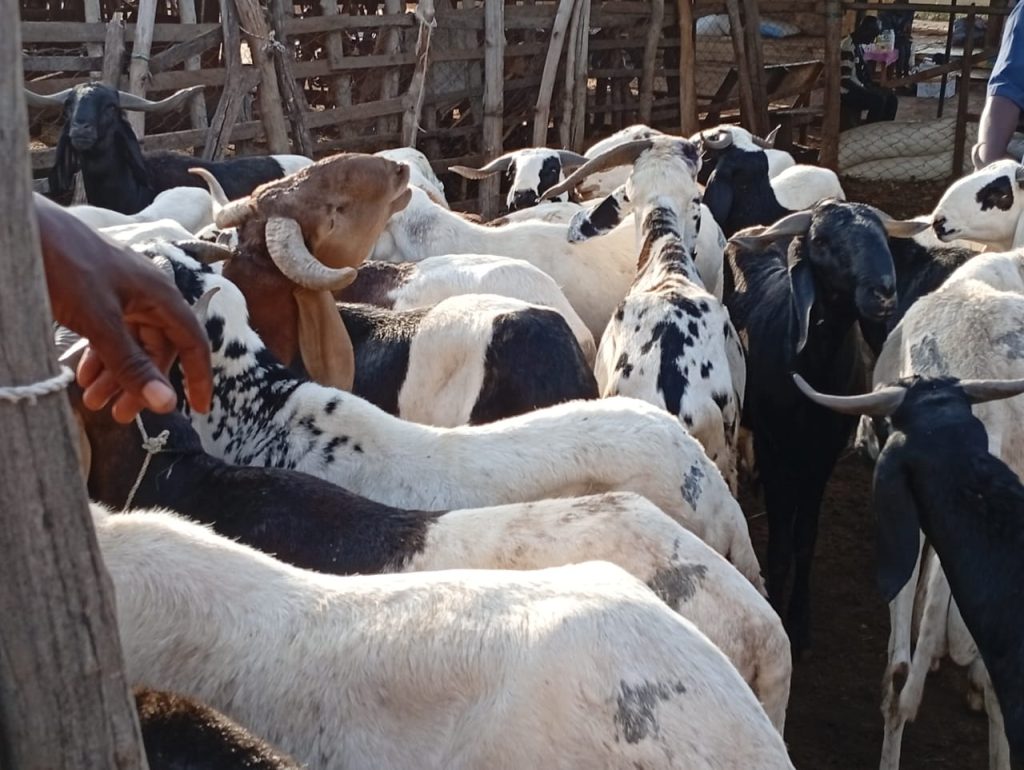 Côte d'Ivoire-AIP/ Le MIRAH renforce les contrôles sanitaires vétérinaires des marchés à bétail pour la Tabaski 2026