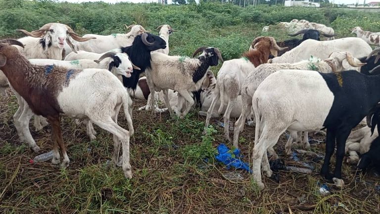 Côte d’Ivoire-AIP/ Tabaski 2026: le mouton local bouscule les habitudes sur les marchés d’Abidjan (Reportage)