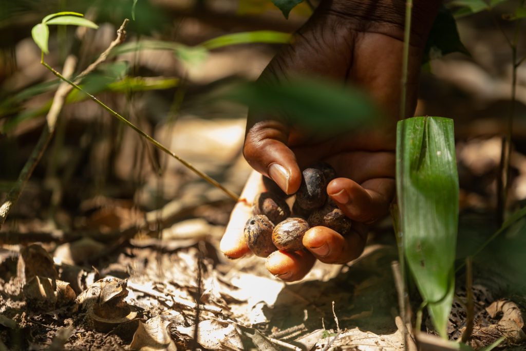 AIP/ La valorisation des graines d’hévéa ouvre de nouvelles perspectives de revenus aux producteurs ivoiriens