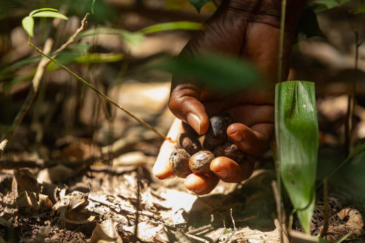 AIP/ La valorisation des graines d’hévéa ouvre de nouvelles perspectives de revenus aux producteurs ivoiriens