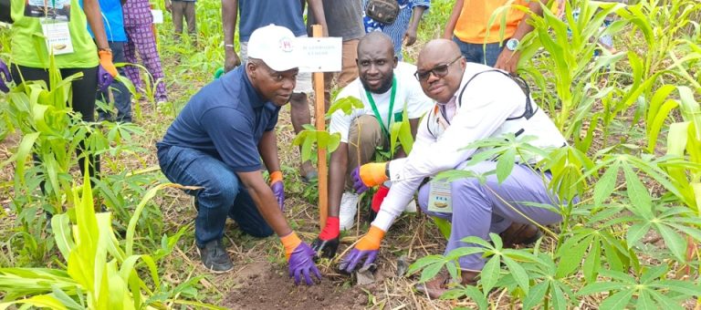Côte d’Ivoire-AIP/ La Fondation Elafisou lance une caravane climatique par la mise en terre de 1 200 arbres à Sessékro