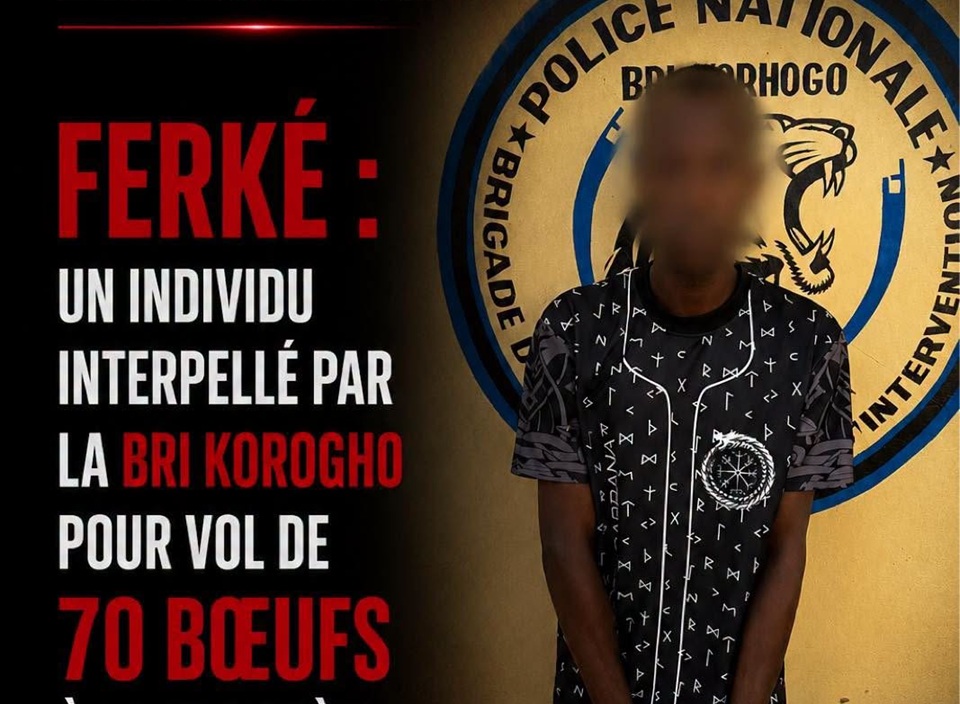 AIP/ 47 bœufs retrouvés après le vol de 70 têtes de bétail à la frontière ivoiro-burkinabè (Police)
