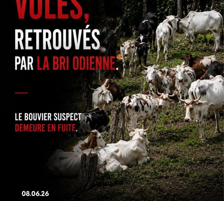 Côte d’Ivoire-AIP/ 115 bœufs volés retrouvés par la Brigade de recherche et d’intervention d’Odienné