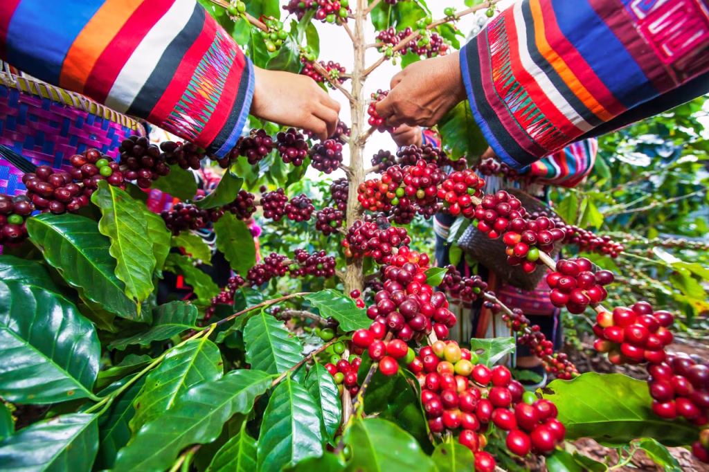 Côte d’Ivoire-AIP/Inter/ Un rapport mondial alerte sur l’usage massif de pesticides dans la production du café (Feature)