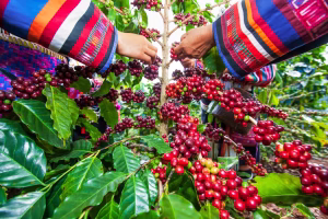 Côte d’Ivoire-AIP/Inter/ Un rapport mondial alerte sur l’usage massif de pesticides dans la production du café (Feature)