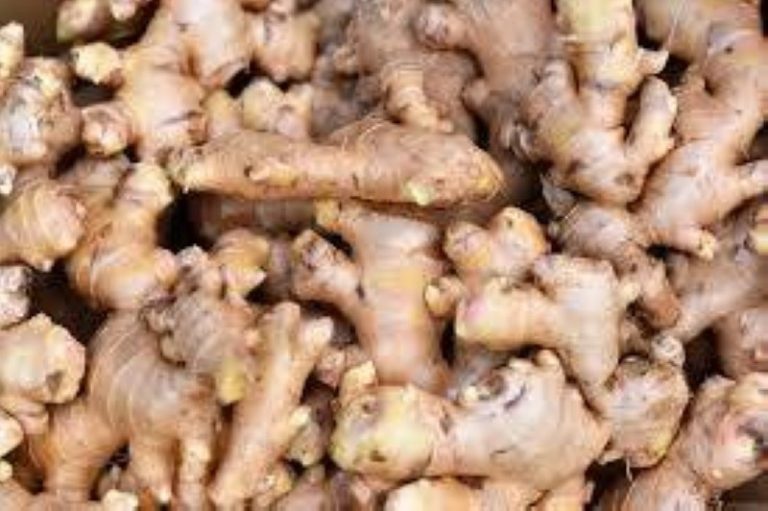 Côte d’Ivoire-AIP/ La filière gingembre et curcuma de Koun-Fao engage une collaboration pour faciliter la commercialisation de sa production