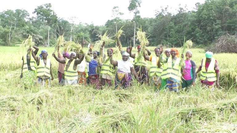 Côte d’Ivoire-AIP / Dans le Cavally, le riz ouvre aux femmes le chemin de l’autonomie économique (Reportage) Les femmes de CHIGATA brandissant leur récolte de riz (Photo/AIP).