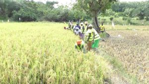 Les femmes de l'association CHIGATA, récoltant le riz (Photo/AIP).