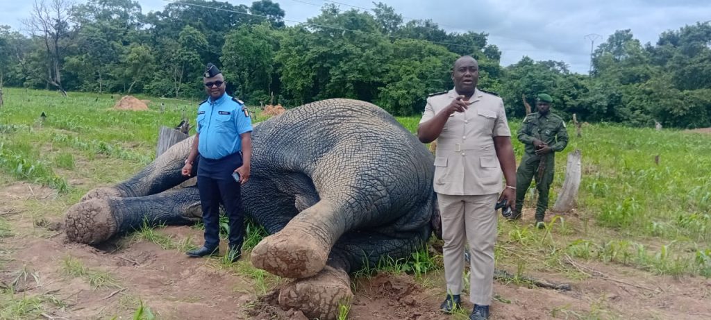 Côte d’Ivoire-AIP / M’Bengué : un éléphant retrouvé mort après une électrocution près de Tiétougou