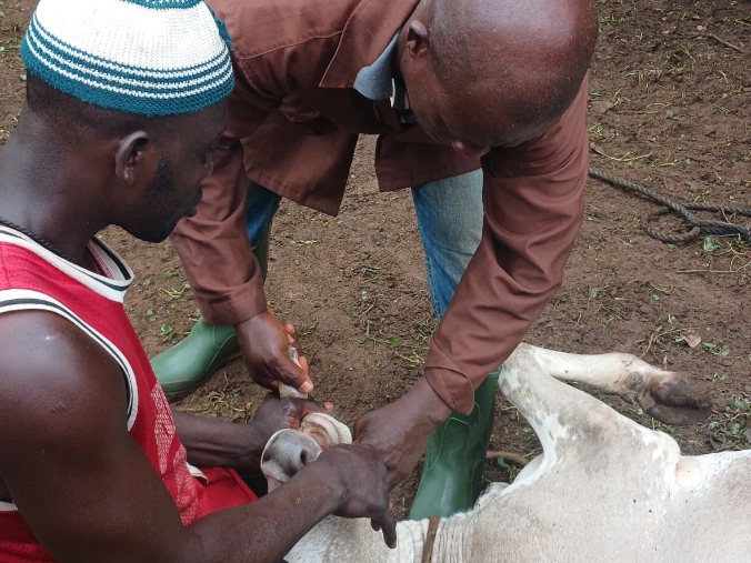 Côte d’Ivoire-AIP/ Plus de 15 000 têtes de bétail ciblées par une vaste campagne gratuite de vaccination et de déparasitage dans le Bounkani