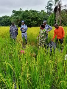 Côte d'Ivoire-AIP/ Issia : une cultivatrice retrouvée morte dans sa rizière à Zakroguhé