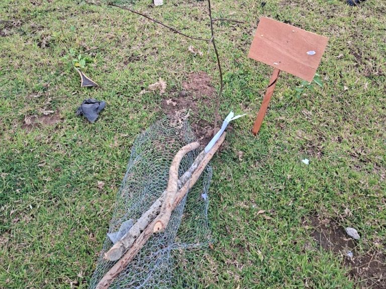 Côte d’Ivoire-AIP/ Le cantonnement des Eaux et forêts de Bouna dénonce la destruction des 150 arbres plantés lors de la Journée nationale de l’arbre