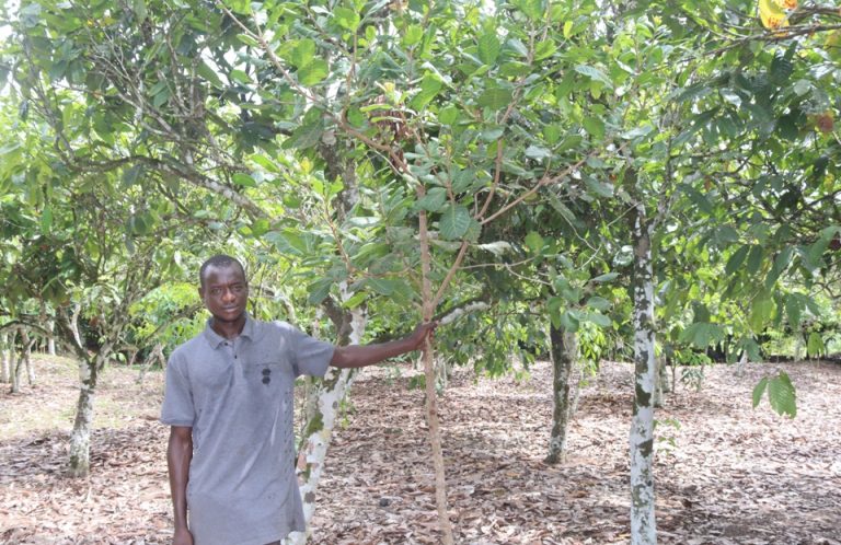 Pérennisation du revenu des producteurs cacao-anacarde (Dossier)