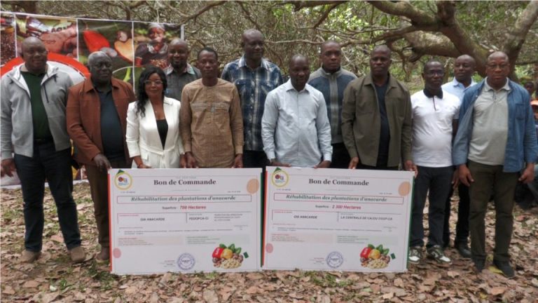 Côte d’Ivoire-AIP/ La filière anacarde lance une campagne de réhabilitation des vergers pour améliorer la productivité
