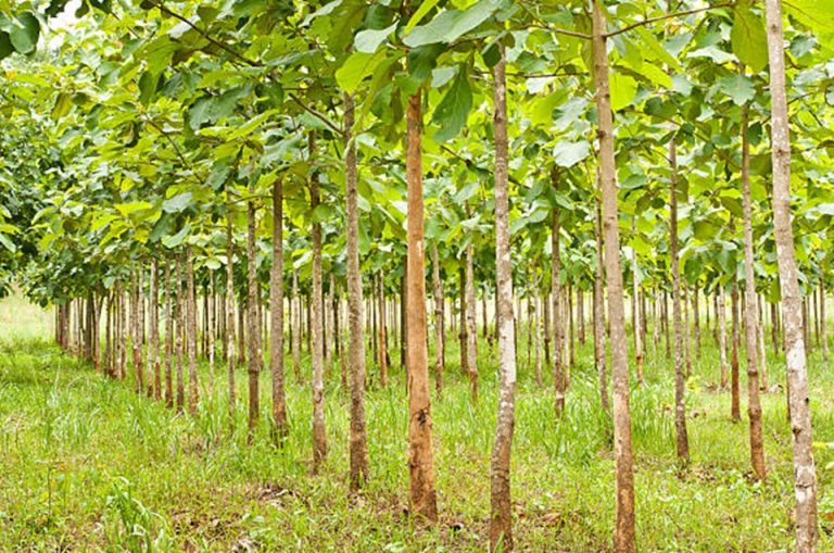 Côte d’Ivoire-AIP/ Les propriétaires de plantations forestières et agro-forestières appelés à se faire recenser à San Pedro
