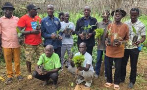 Côte d'Ivoire - AIP / Le maire de Ouellé offre des hectares de plants à la jeunesse pour freiner le phénomène de l’orpaillage illégal