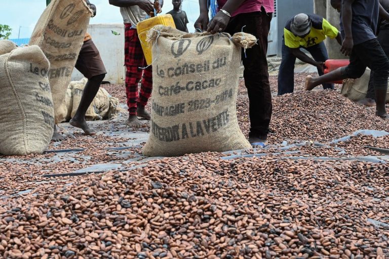 Côte d’Ivoire-AIP/Filière cacao : les écarts de prix favorisent les sorties frauduleuses vers la Guinée