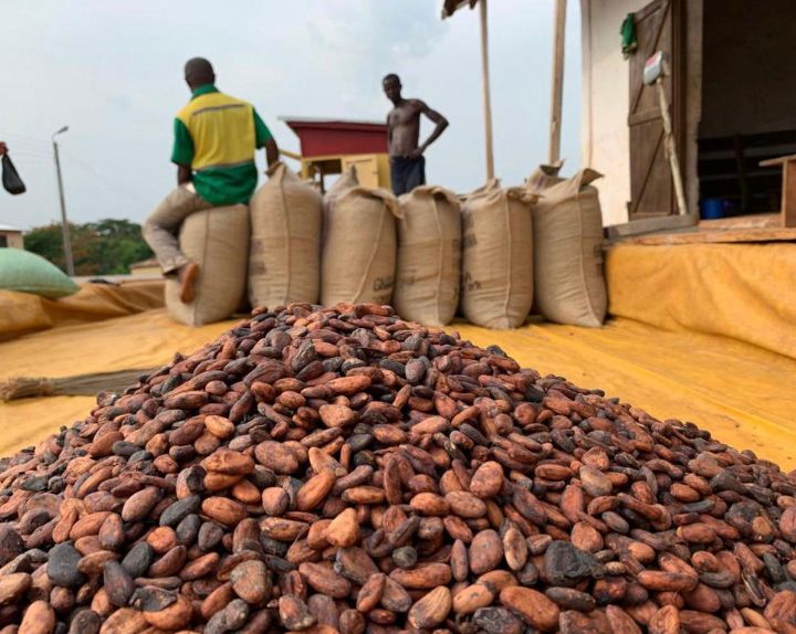Côte d’Ivoire-AIP/ JNCC 2026: les prix bord champ de la campagne café-cacao 2026-2027 seront dévoilés le 1er septembre