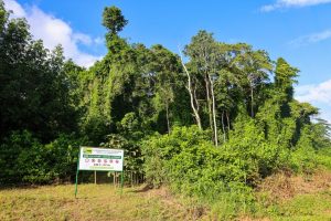 Côte d’Ivoire-AIP/Environnement : 3 512 ha de forêts de la SOGB classés en réserve naturelle volontaire