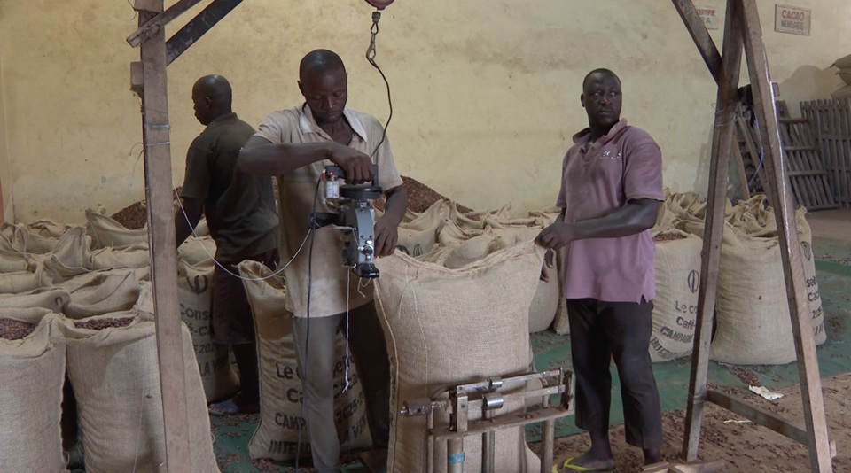 Côte d’Ivoire-AIP/ Traçabilité du cacao: 600 coopératives effectuent tous leurs achats avec la carte du producteur
