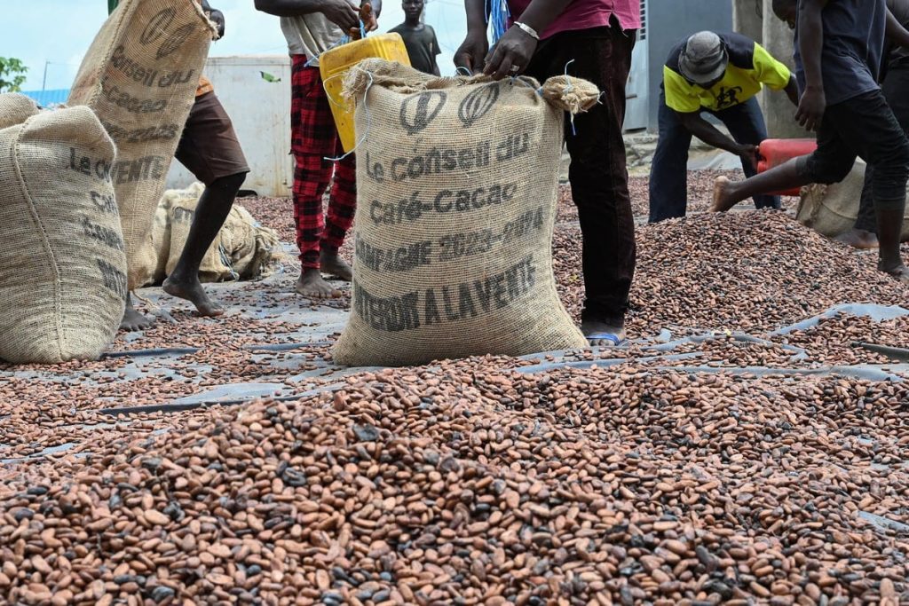 Côte d’Ivoire-AIP/26 000 tonnes de cacao achetées en une semaine via le système national de traçabilité