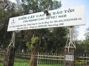 Côte d’Ivoire-AIP/Inter/ La SIPH célèbre 120 ans d’histoire et se projette vers une filière hévéa plus durable