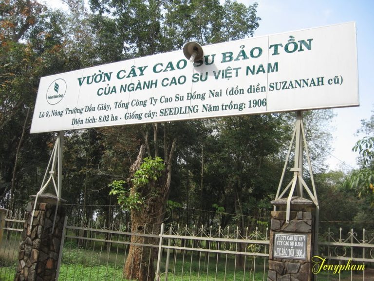 Côte d’Ivoire-AIP/Inter/ La SIPH célèbre 120 ans d’histoire et se projette vers une filière hévéa plus durable