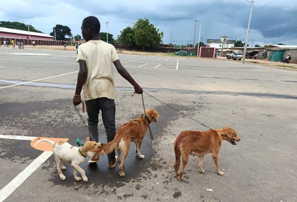 Côte d’Ivoire-AIP/ 1 500 chiens et 3 000 petits ruminants vaccinés lors du ‘’Véto tour’’ 2026 à Dimbokro