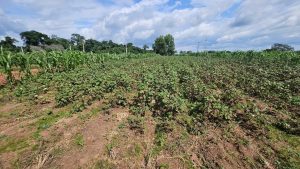 Côte d’Ivoire-AIP/ À Karakoro, le coton nourrit aussi les cultures vivrières