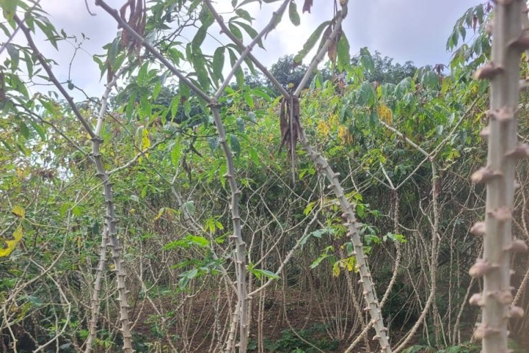 Côte d’Ivoire-AIP/ La flambée du prix du manioc pèse sur les productrices d’attiéké et les ménages à Grand-Lahou