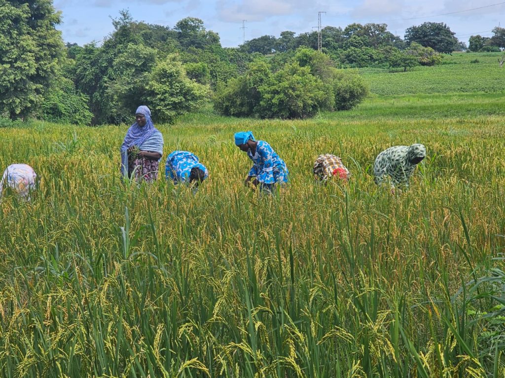 Côte d'Ivoire-AIP/ Les meilleurs acteurs et partenaires du programme d'alimentation scolaire bientôt honorés à Yamoussoukro