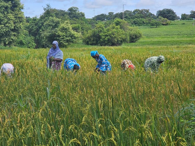 Côte d’Ivoire-AIP/ Les meilleurs acteurs et partenaires du programme d’alimentation scolaire bientôt honorés à Yamoussoukro