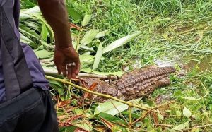 Côte d'Ivoire-AIP/ Une carcasse de crocodile repêchée dans le lac du Golf Hôtel de Yamoussoukro (GSPM)