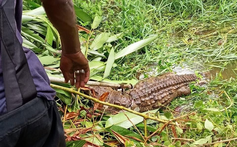 Côte d'Ivoire-AIP/ Une carcasse de crocodile repêchée dans le lac du Golf Hôtel de Yamoussoukro (GSPM)